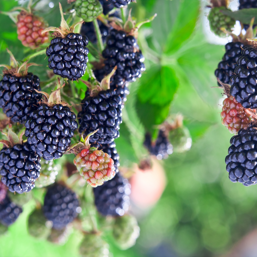 Bramble Jam 1kg