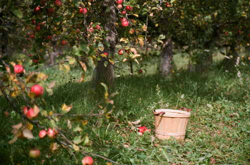 Bramley Apple Chutney with Cider