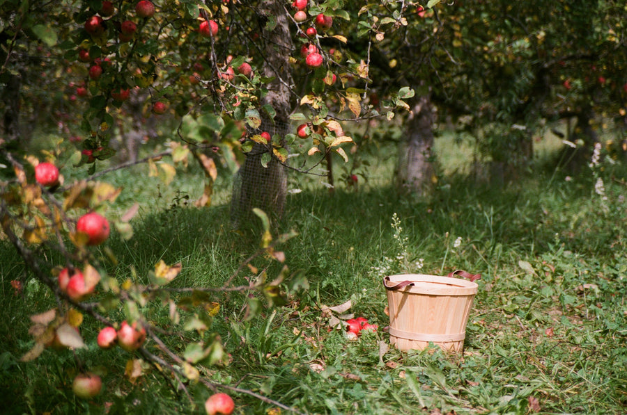 Bramley Apple Chutney with Cider